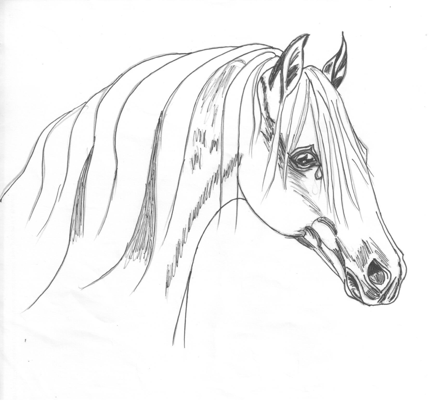 Почему плакала рыжуха. О чем плачут лошади иллюстрация. О чём плачут лошади рисунок. О чем плачут лошади рисунок. Рисунок плачущей лошади.