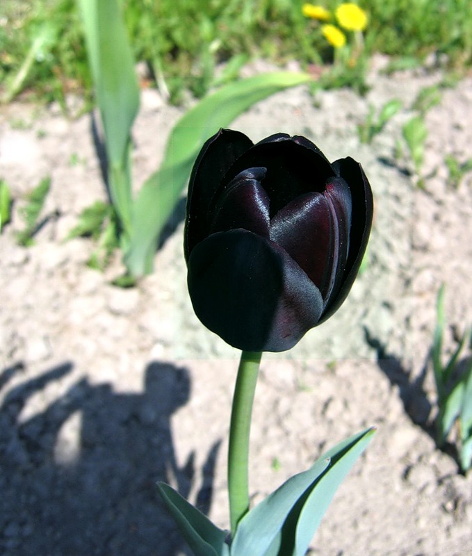 Черный тюльпан отзывы