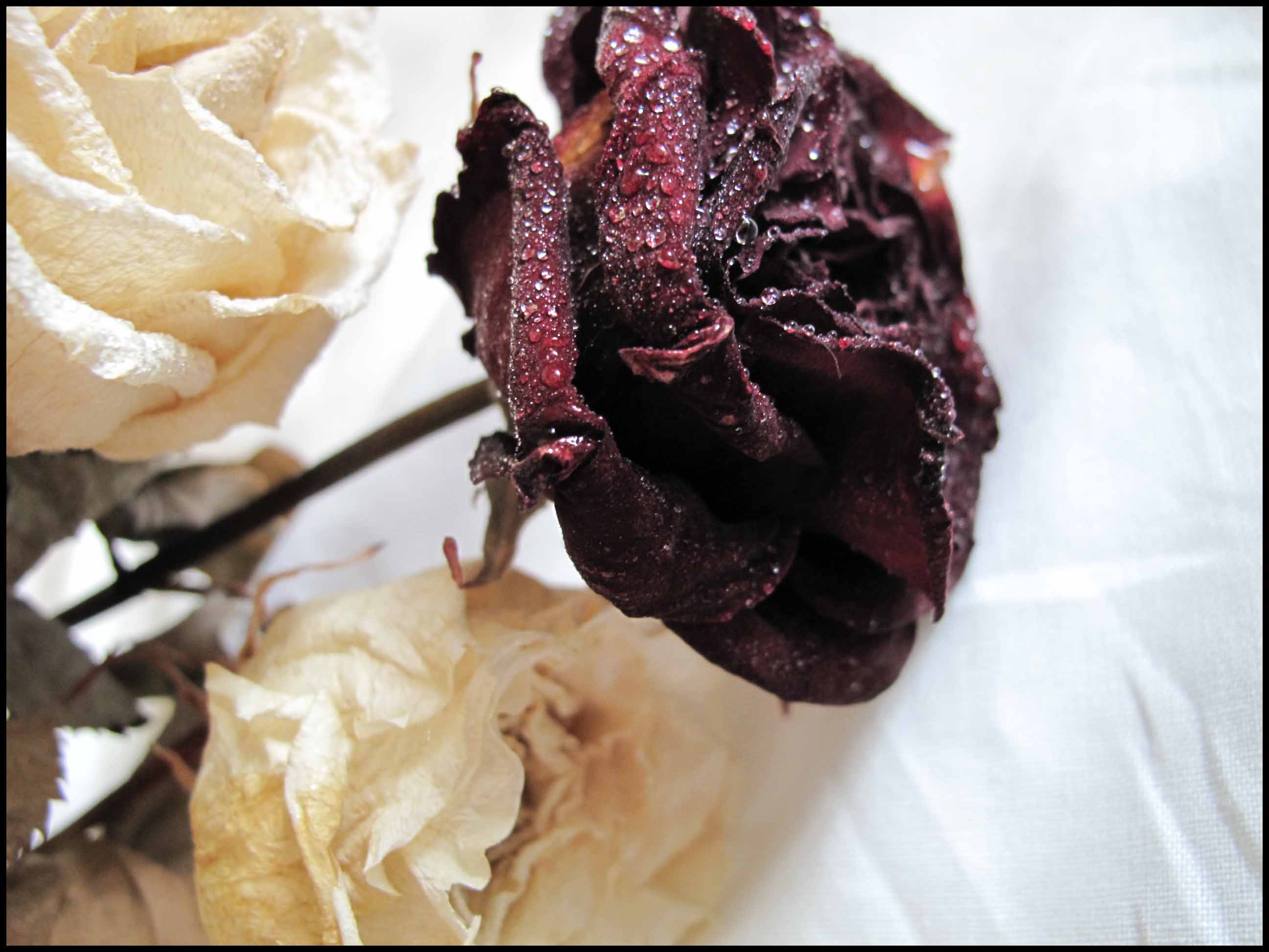 Откровение Божий Дар