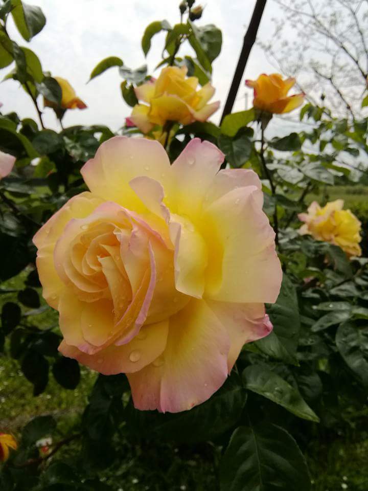 Как мимолётна красота...