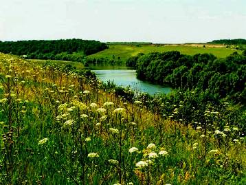 Клевер и Люцерна