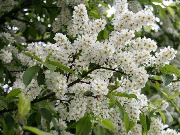 Тяжела твоя лямка и ноша