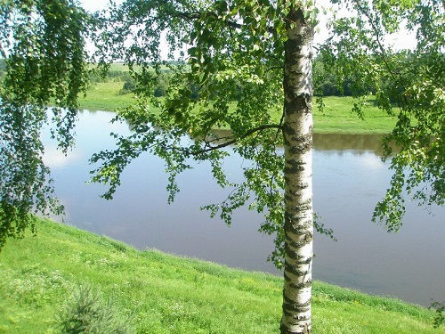 Стройную берёзку (Васлий Кузьменко) / Стихи.ру