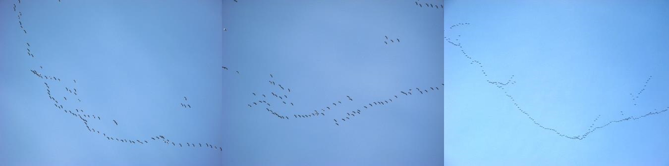 Журавли возвращаются!..