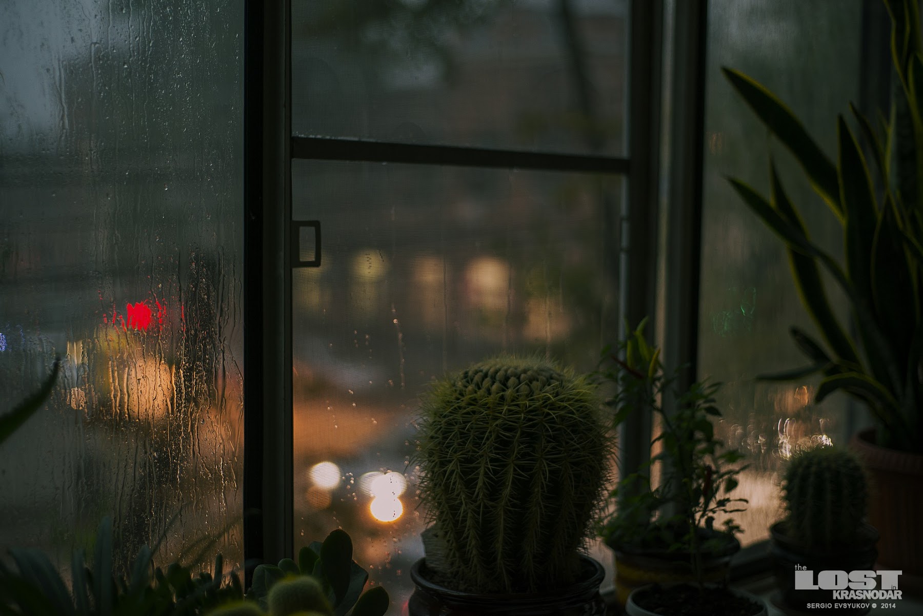 Ilgiz за окном дождь. Дождь за окном. Дождь в окне. Кактус на окне. Дождливый вид из окна.