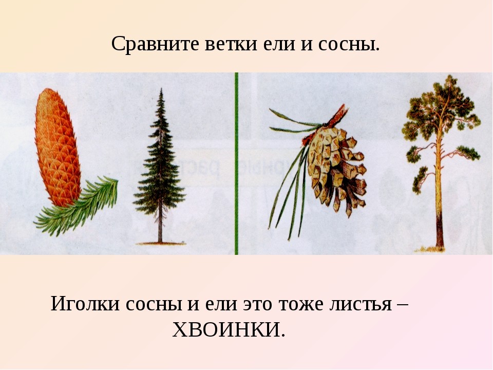 Различия между ветками сосны и ели: найдено 86 изображений
