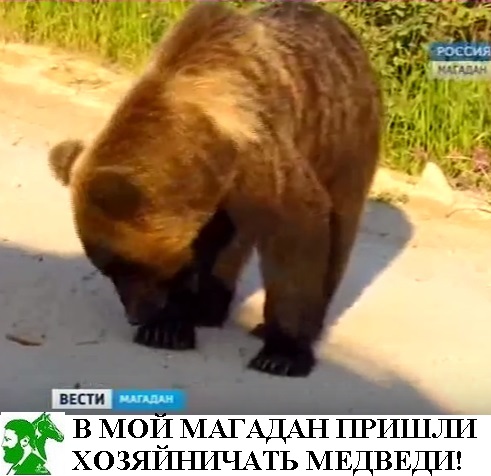 В мой Магадан пришли хозяйничать медведи!