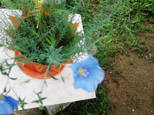 Несаница. Софиjа Измаjлова