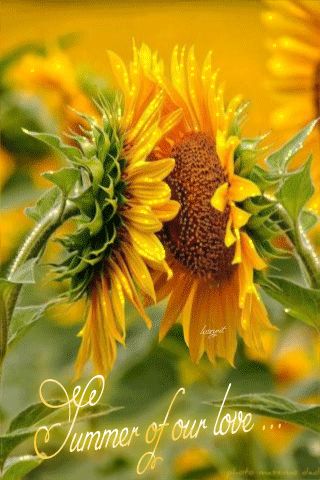 Долгожданное лето