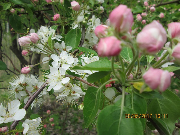 Самому не надышаться...