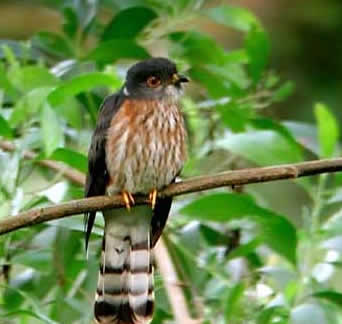 27. Хокку-Доминика