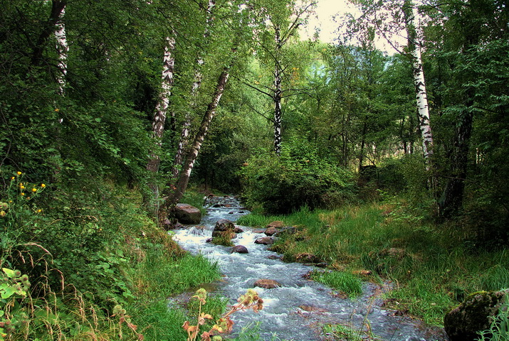 Лесной ручеек