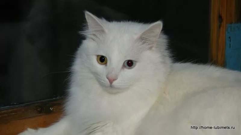 С котами я был дружен с детства...