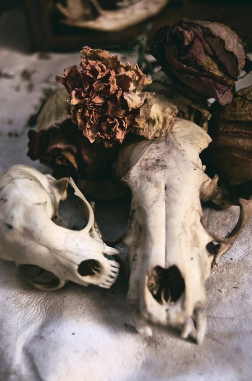 Кунсткамера