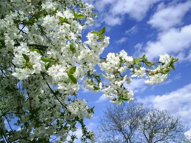 Про весну без любви