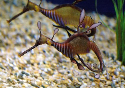 Плывите Рыбками...