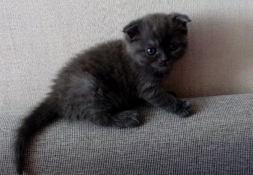 У меня котенку только месяц от роду - всего!