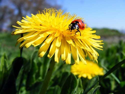Одуванчиков полон двор