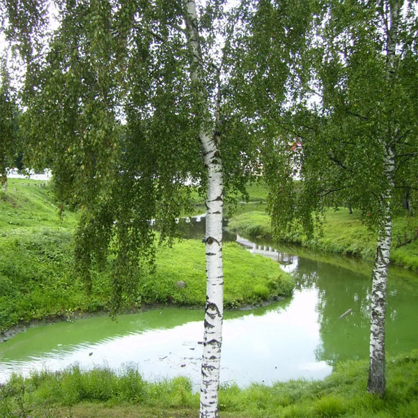 Как красива родная земля!