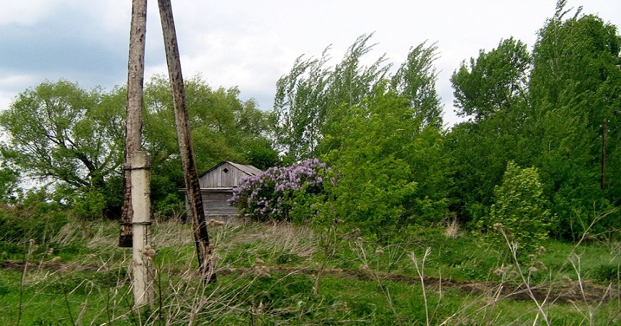 Старый пень