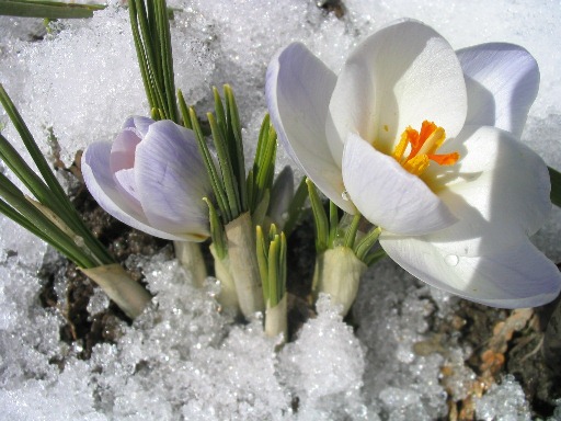Весенний бег