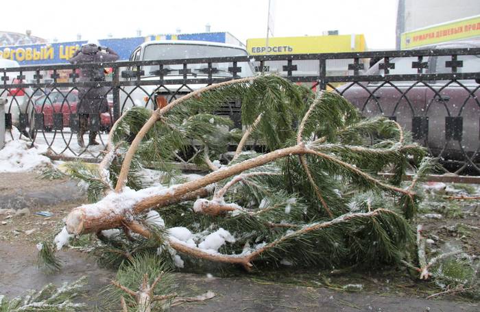 В лесу родилась ёлочка - пародия