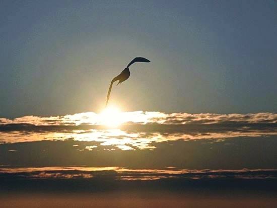 Смысл жизни