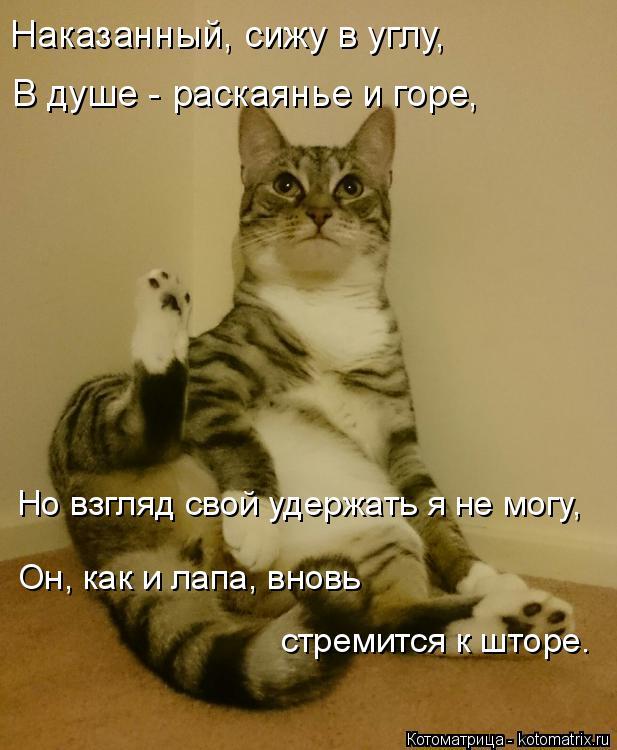 Будешь сидеть наказанная. Накажи меня. Наказание смешные картинки. Кот в углу наказан. Ребенок наказан.