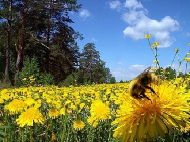 Здравствуй, ласковое лето
