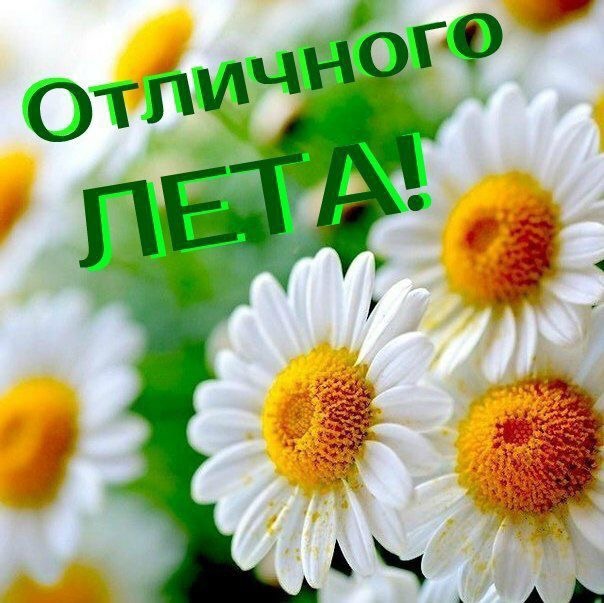 Ромашковое лето!