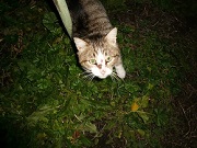 Найдя молчу