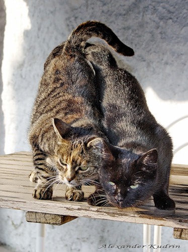 Две кошки у соседей на окошке!