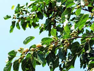 Шелковые страдания...