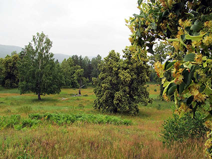 Аплодисменты Лету. Липа