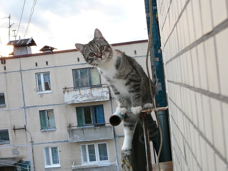 И в цирк не ходи