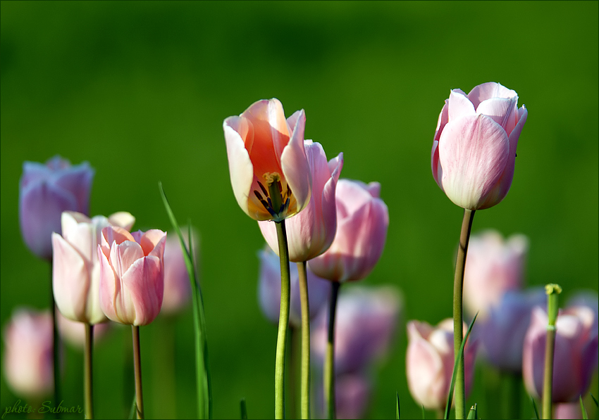 Из последних сил держатся тюльпаны...