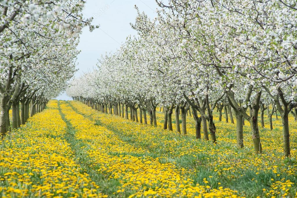 Ах, Матушка Россия!