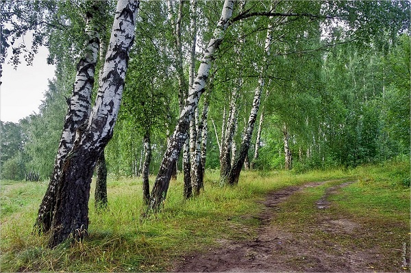Хочу с тобой встречать рассвет..