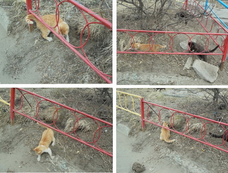 Кошачий субботник - 2