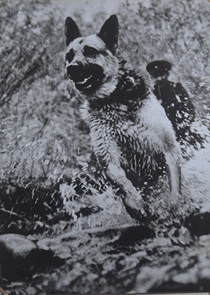 Фас Рэкс, он твой!