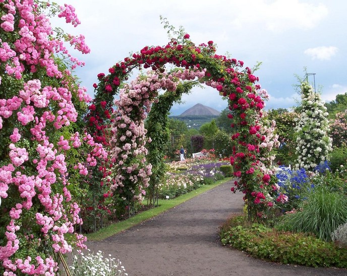 Розовый рай