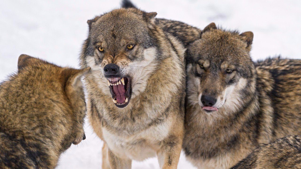 Чтобы волчица хотела...