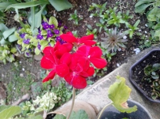 Тако jе говорила моjа бака. Галина Журба