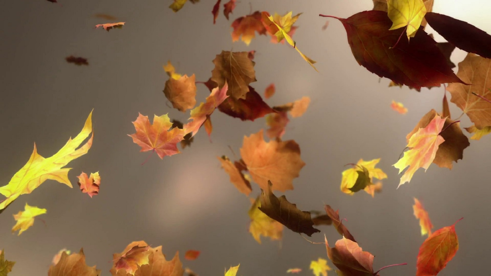 Вдруг среди листвы видишь пестрый. Падающие листья. Лист на ветру. Листья кружатся. Листья кружатся в воздухе.