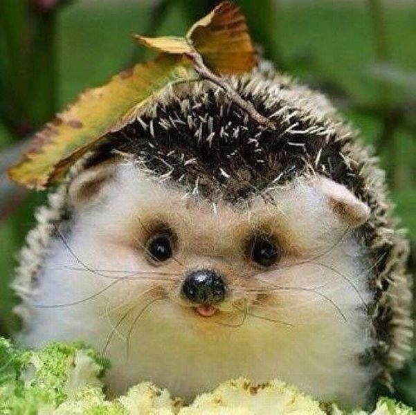 Ёжик вышел из тумана!