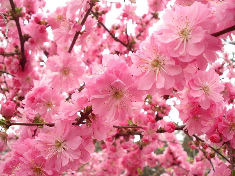 Анюта. Розовый туман