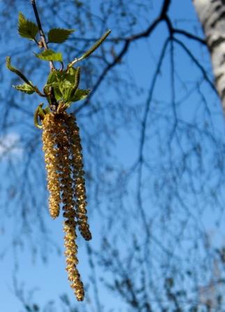 Синий апрель...