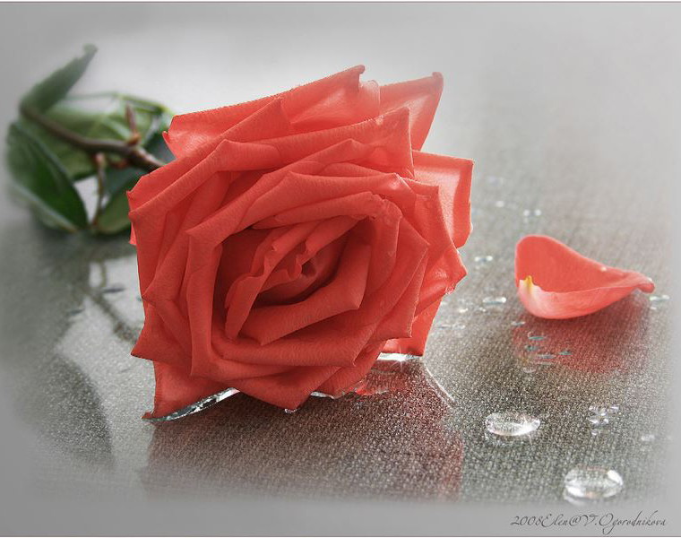 Чудесный лепесток Одной прелестной розы