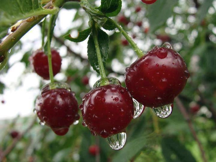 Черешневый стишок