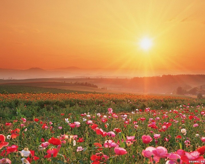 Гость к июлю...